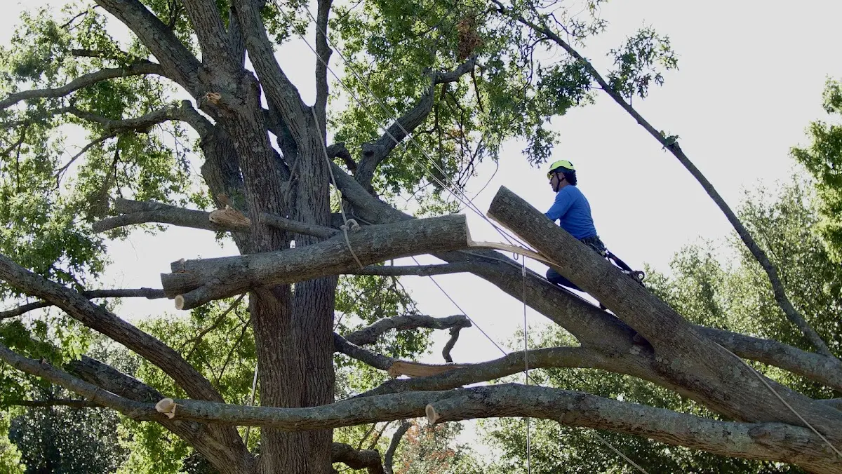 Professional Hazardous Tree Removal performed by certified arborists in Howes