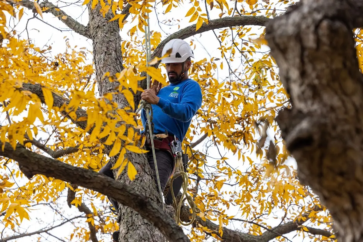 Skilled Tree Trimming crew working in Howes